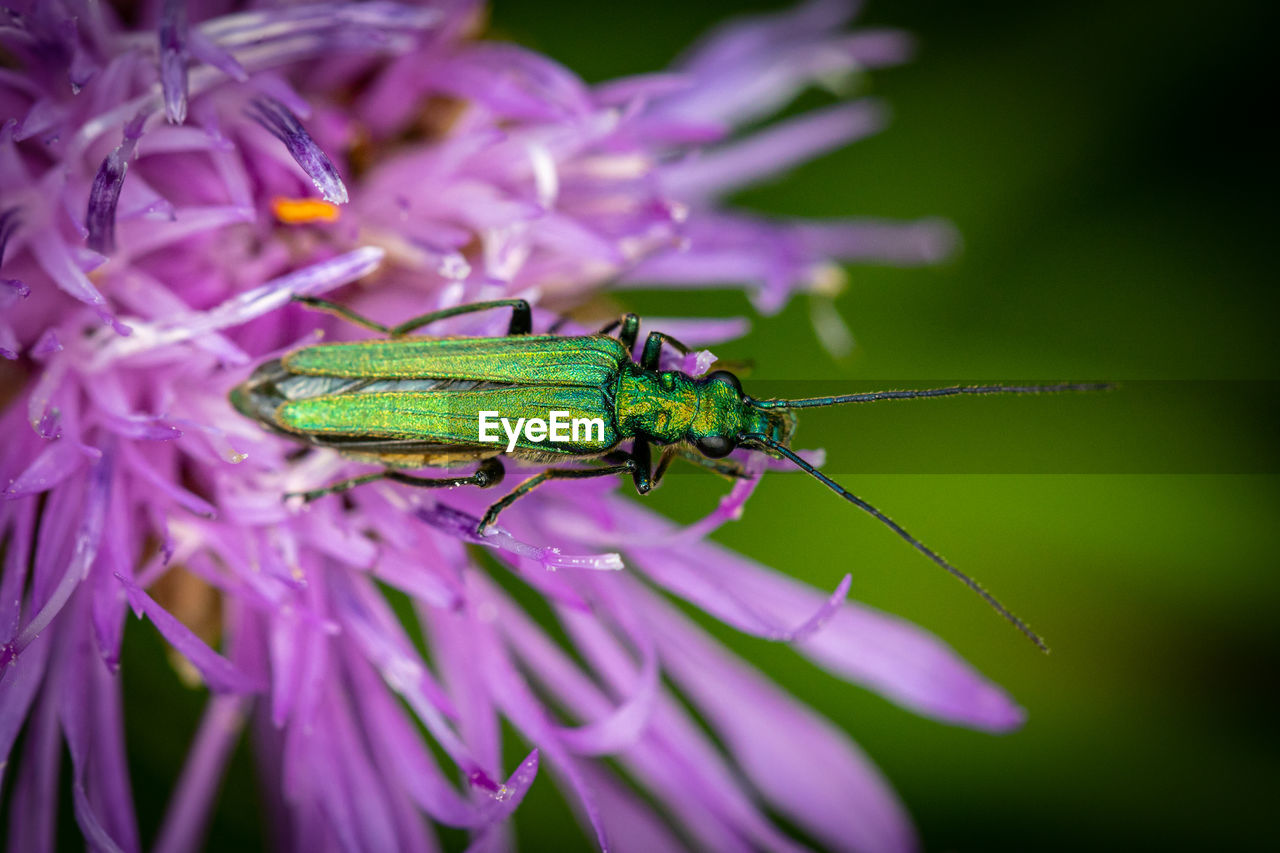 CLOSE-UP OF INSECT ON LEAF