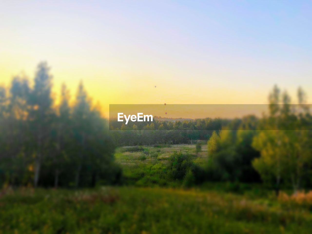 SCENIC VIEW OF TREES ON FIELD AGAINST SKY DURING SUNSET