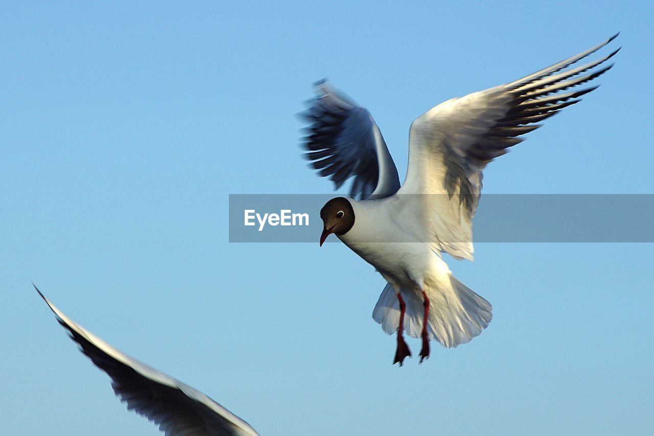 Low angle view of black-headed gull flying against clear sky