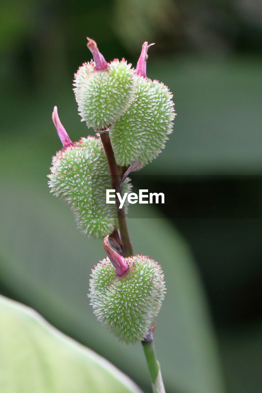 CLOSE-UP OF PINK FLOWER BUD