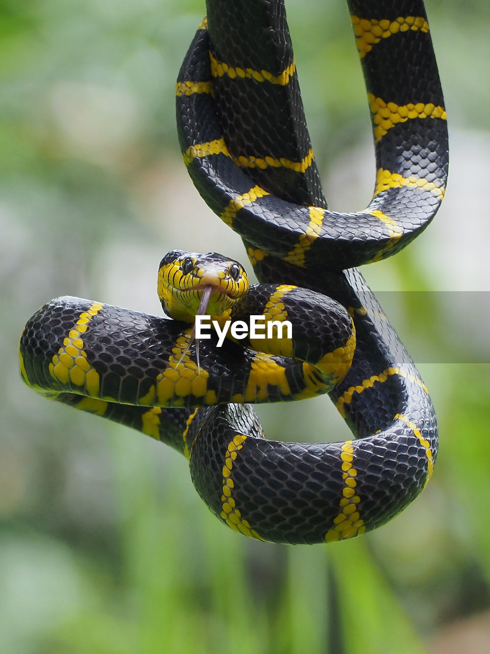 snake, animal themes, animal, animal wildlife, reptile, one animal, wildlife, serpent, nature, warning sign, yellow, poisonous, animal body part, sign, no people, close-up, communication, outdoors, curled up, forest, tree, focus on foreground, day, environment, macro photography, animal scale, boa