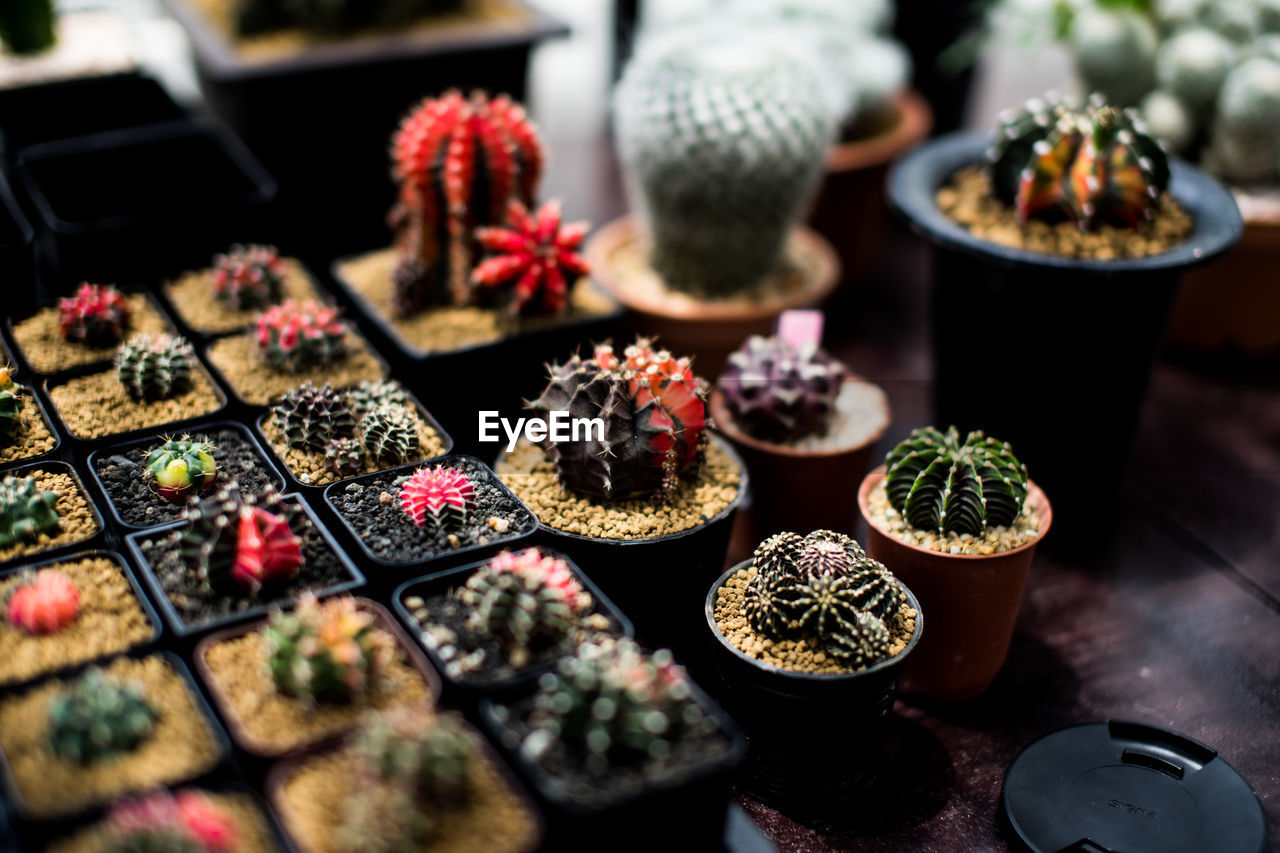 CLOSE-UP OF POTTED PLANTS ON TABLE