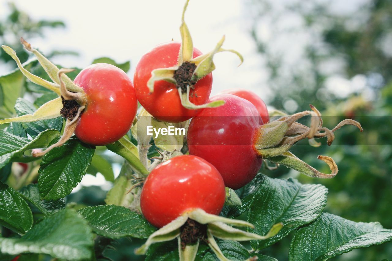 CLOSE-UP OF TOMATOES ON TREE