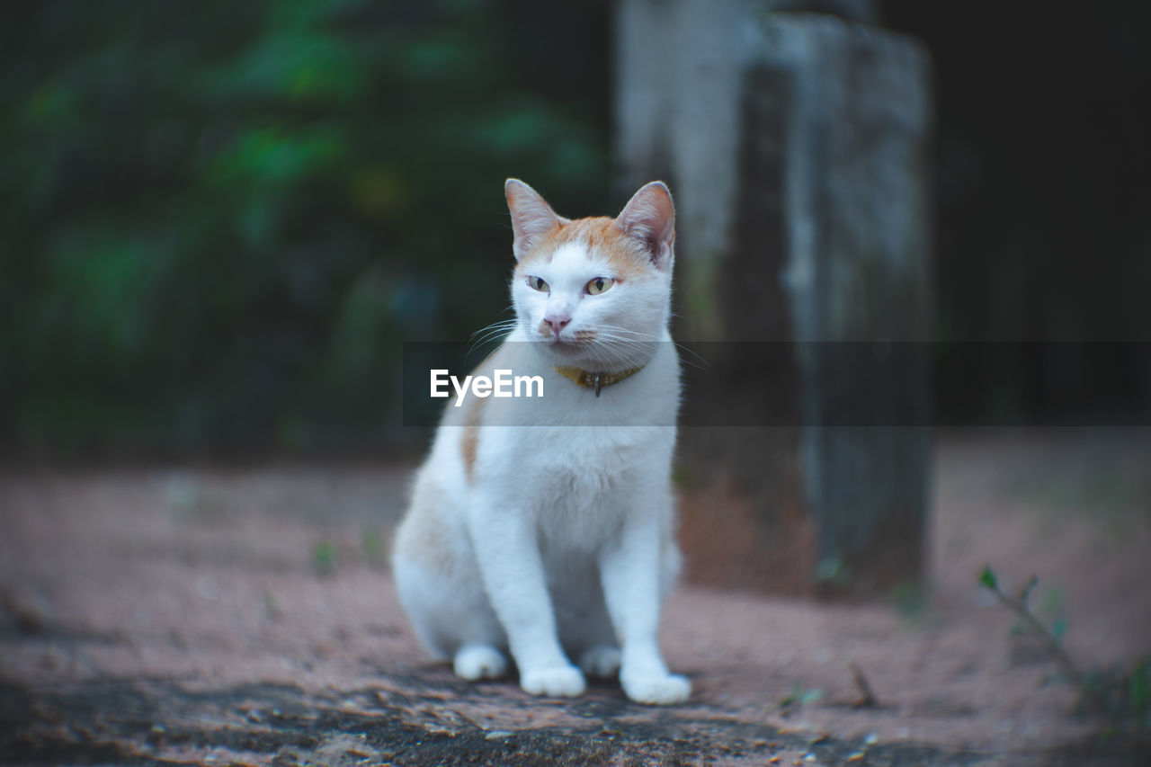 CAT LOOKING AWAY WHILE SITTING IN A SUNLIGHT