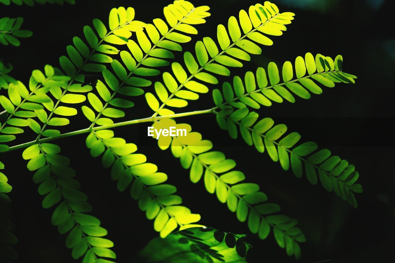 Close-up of fern leaves