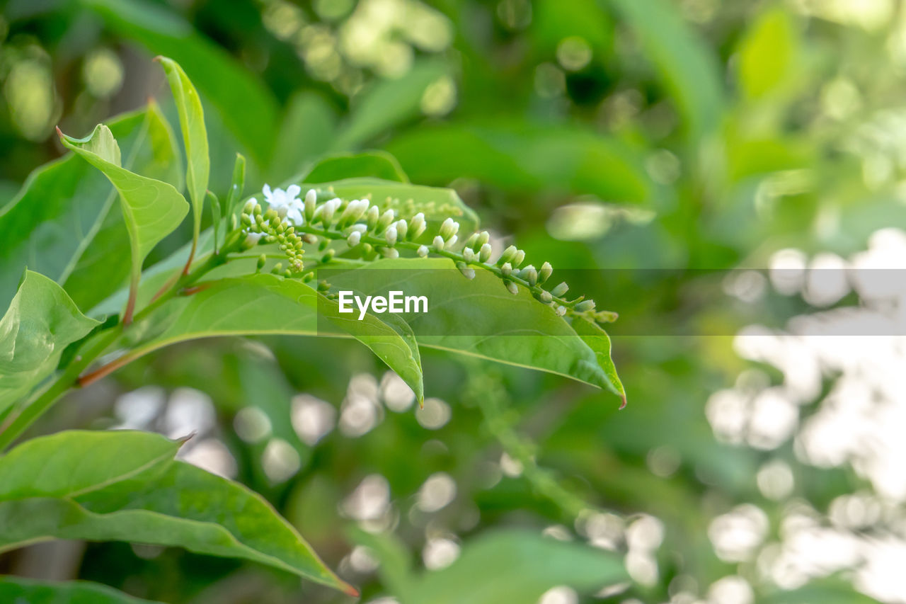 Close-up of green leaf on plant