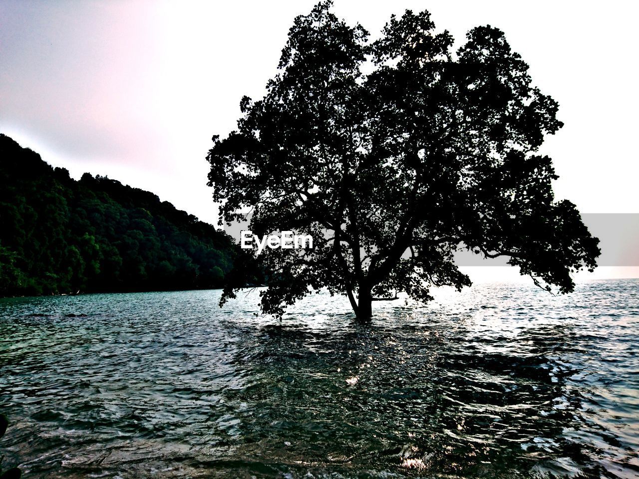 TREES BY SEA AGAINST SKY