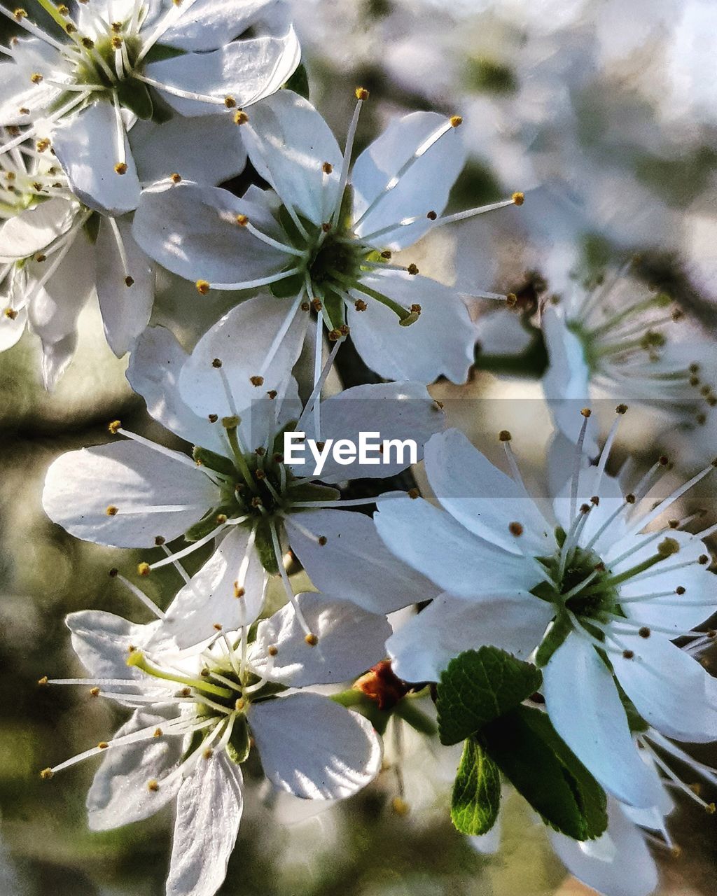 CLOSE-UP OF FRESH WHITE CHERRY BLOSSOM TREE