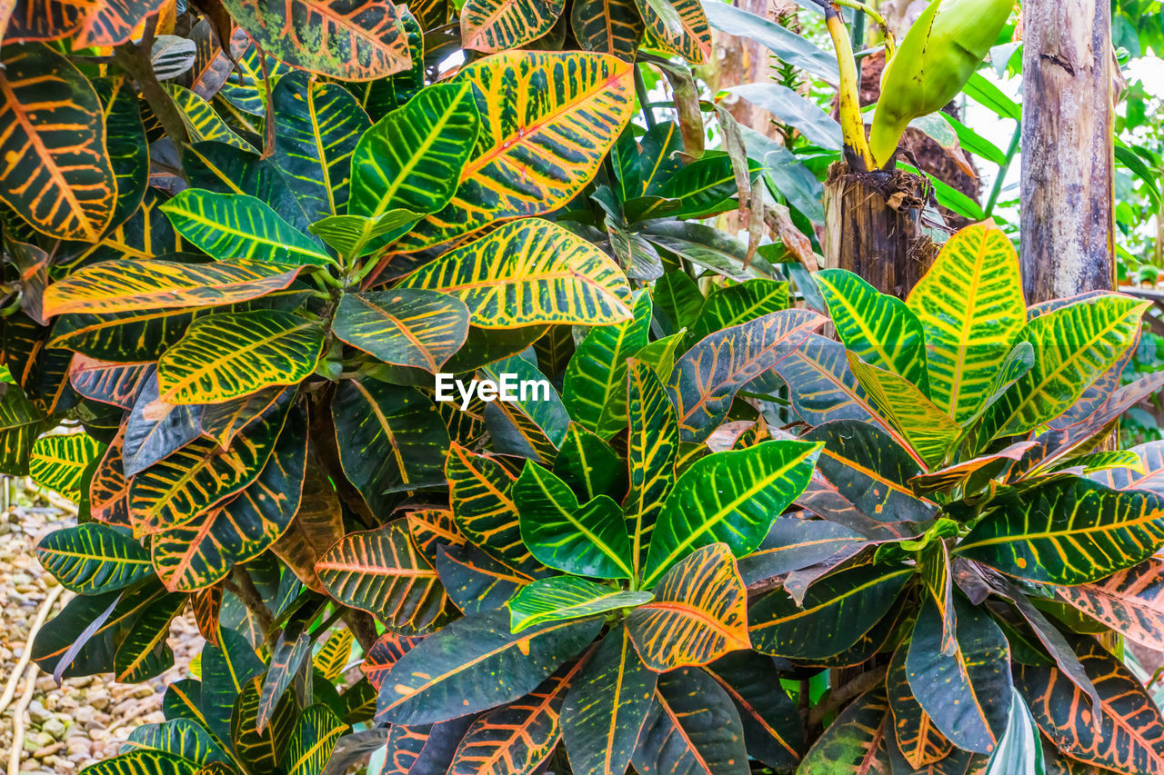 HIGH ANGLE VIEW OF LEAVES IN A PLANT