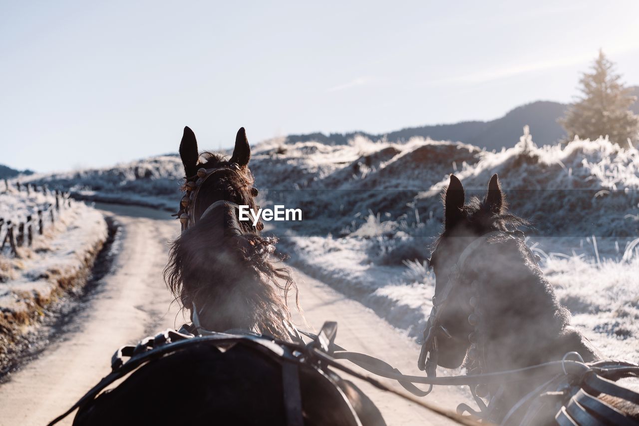 View of horse cart and horses on country road in winter