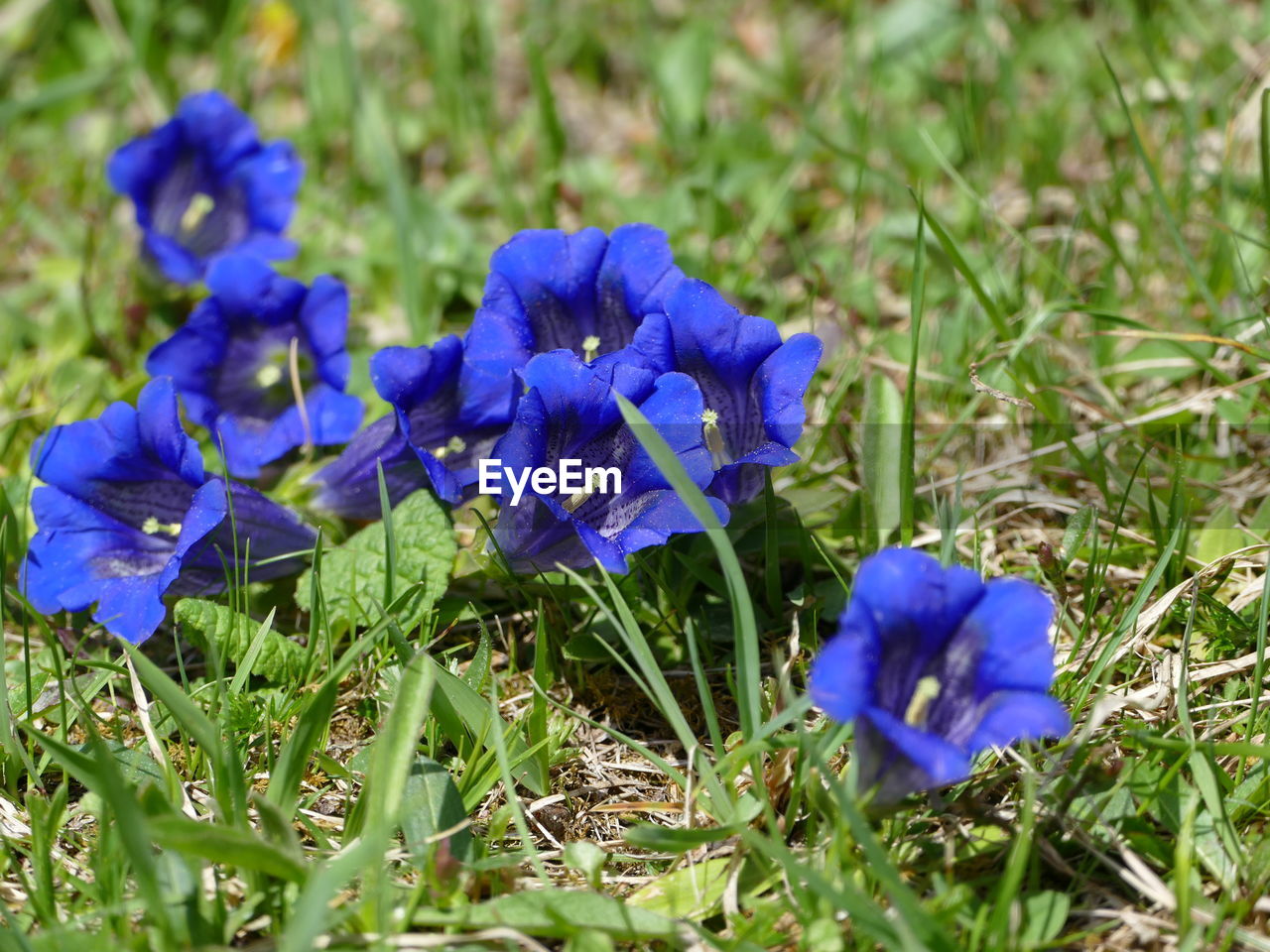 CLOSE-UP OF BLUE CROCUS FLOWER