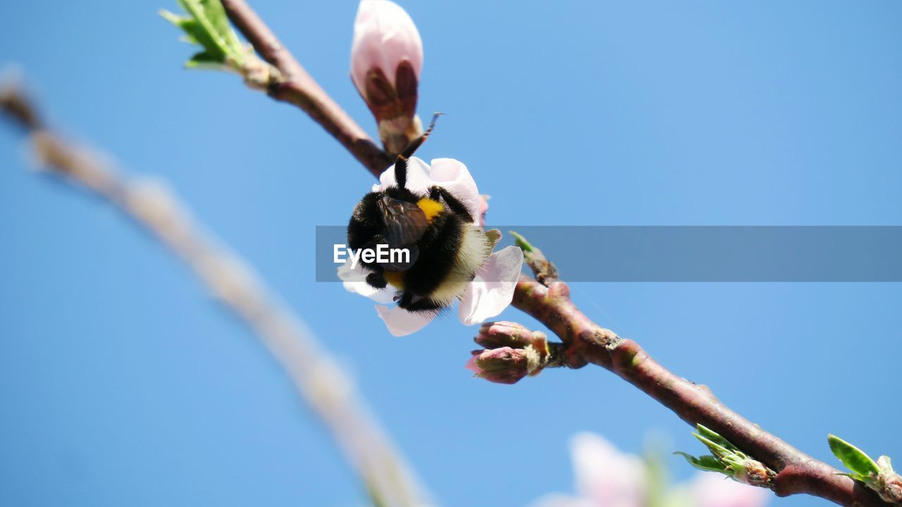 Low angle view of bumblebee pollinating on flower