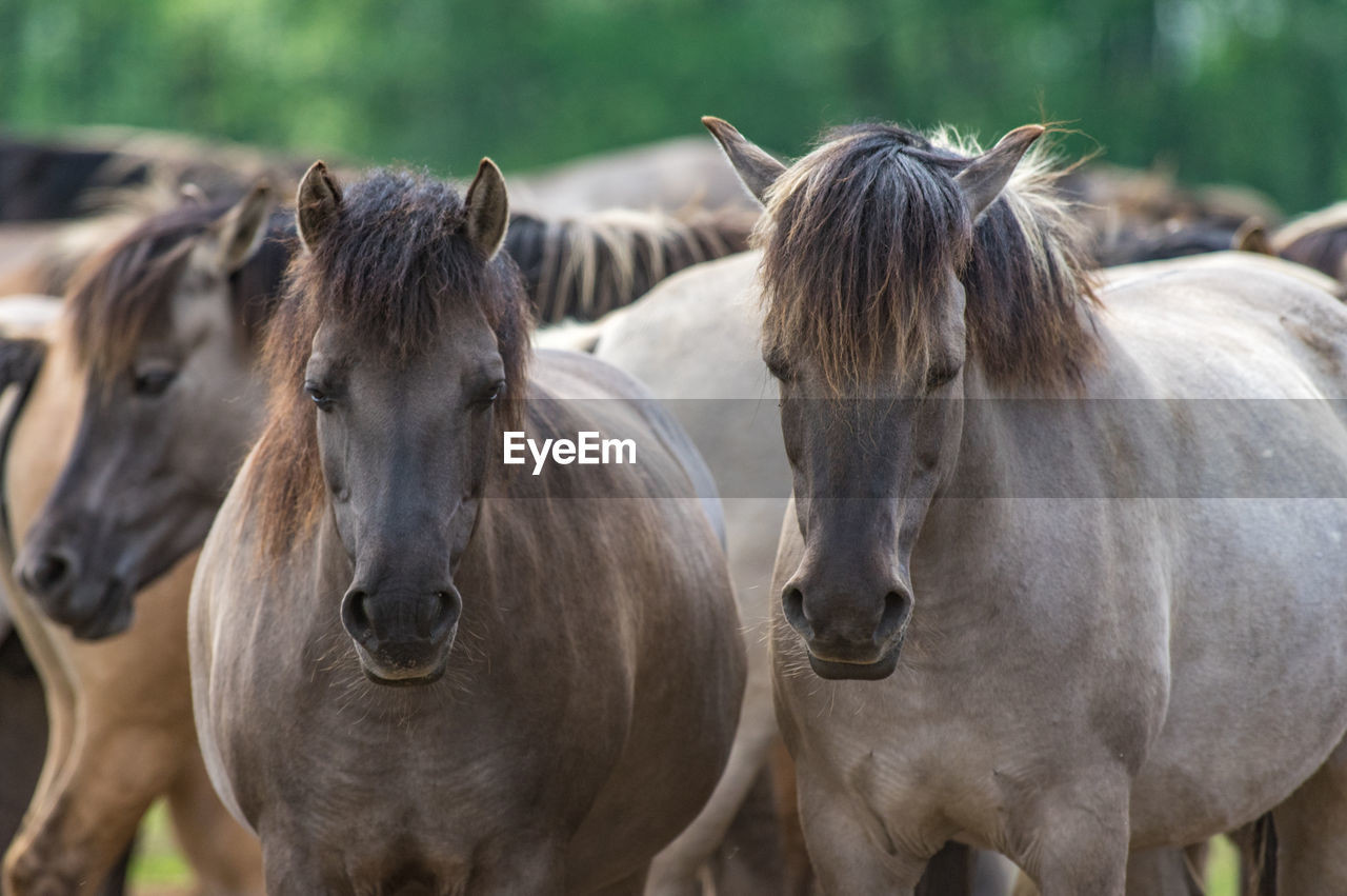 HORSES IN RANCH