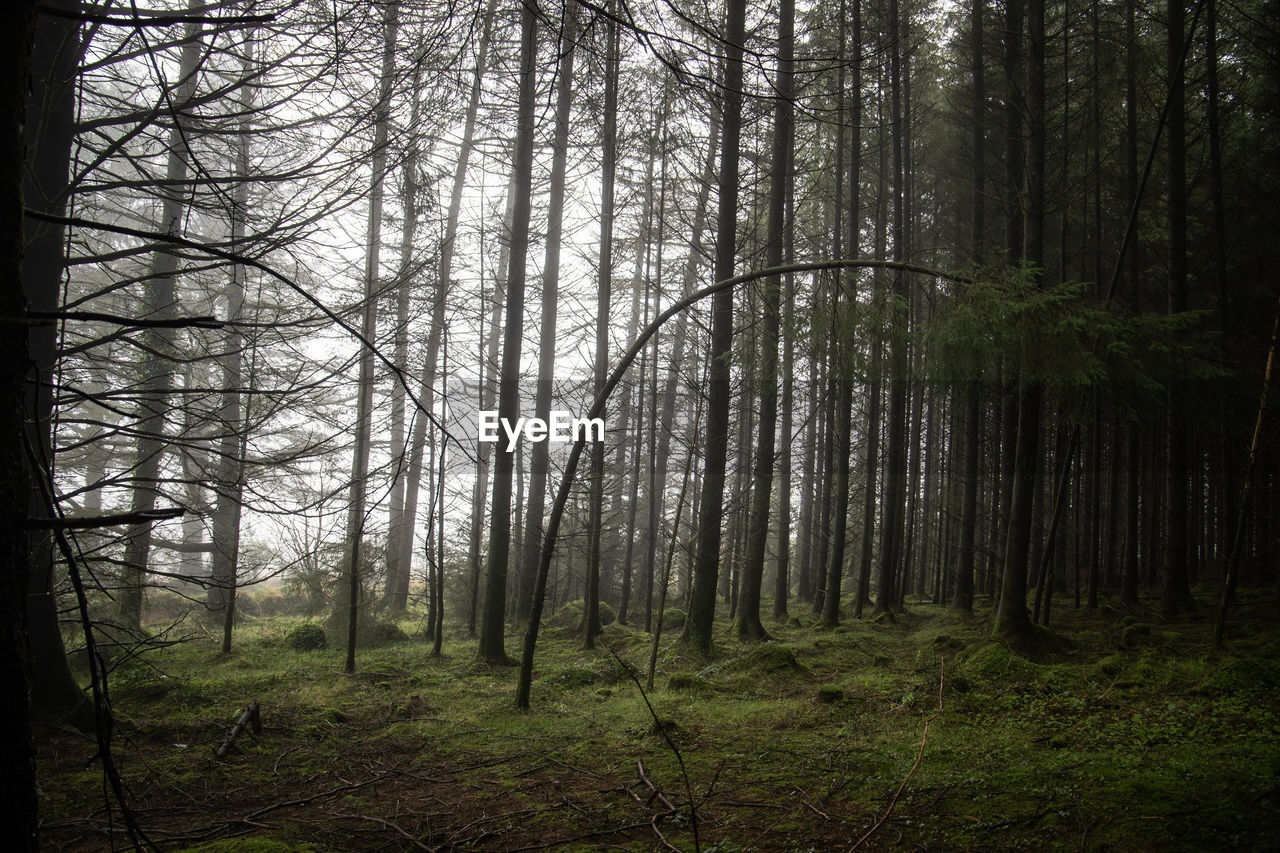 tree, forest, land, plant, natural environment, woodland, tranquility, tree trunk, trunk, beauty in nature, nature, sunlight, non-urban scene, tranquil scene, environment, scenics - nature, no people, growth, landscape, wilderness, old-growth forest, branch, leaf, outdoors, fog, day, idyllic, remote, pine woodland, sky, mist, coniferous tree, morning, pine tree