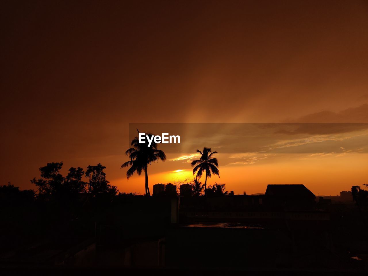 SILHOUETTE PALM TREES AT SUNSET