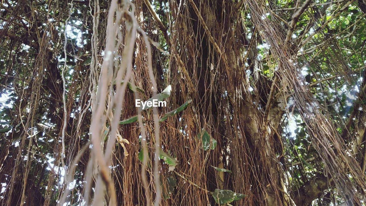 LOW ANGLE VIEW OF BAMBOO TREES