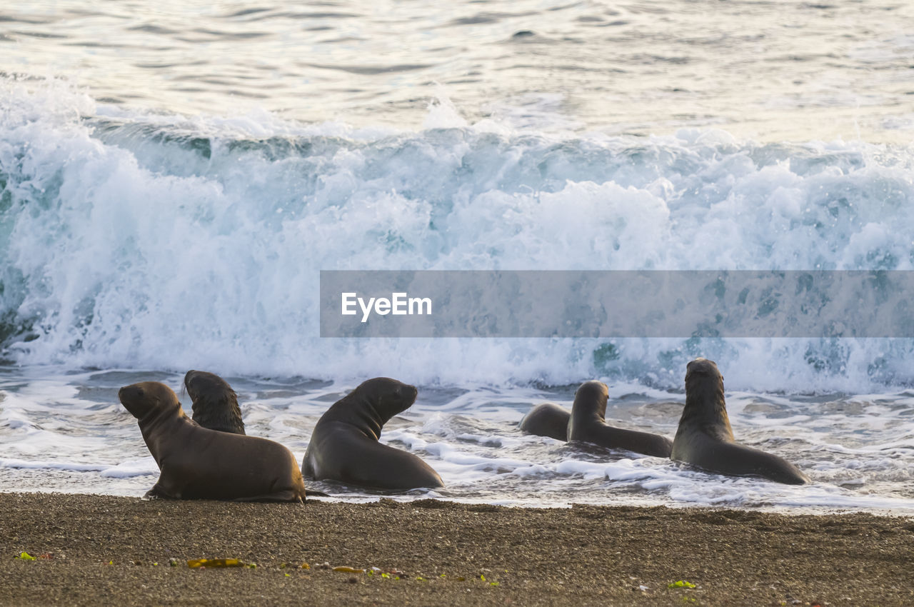 high angle view of sea lions on beach