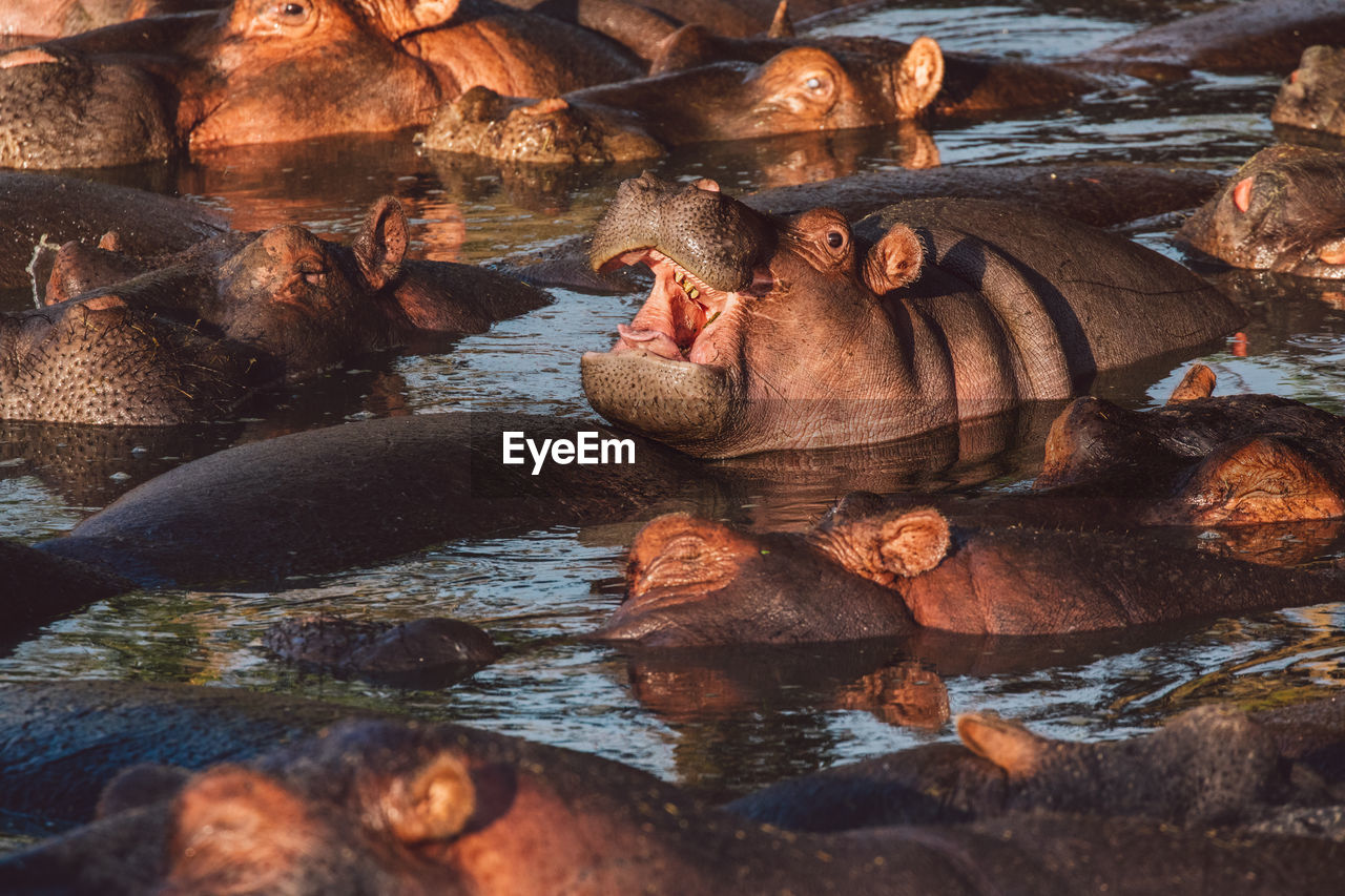 Group of hippopotamus with cub in water