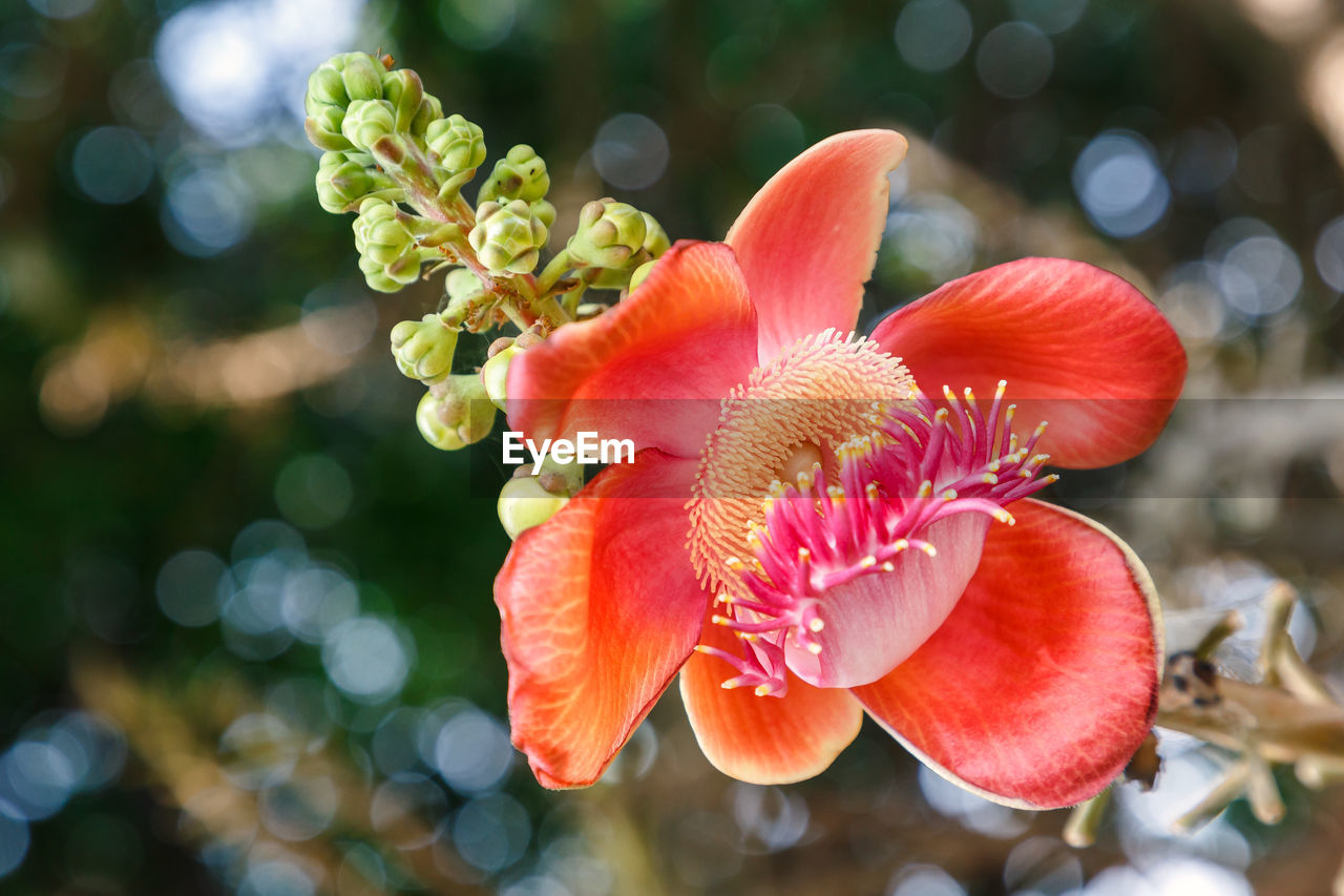 Close-up of red flower outdoors