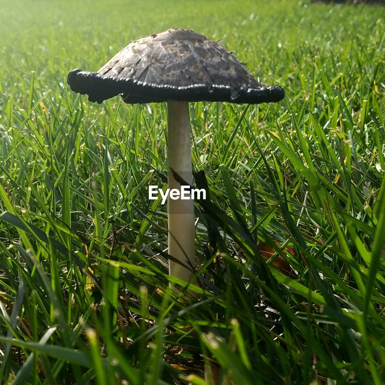 CLOSE-UP OF MUSHROOM IN FIELD