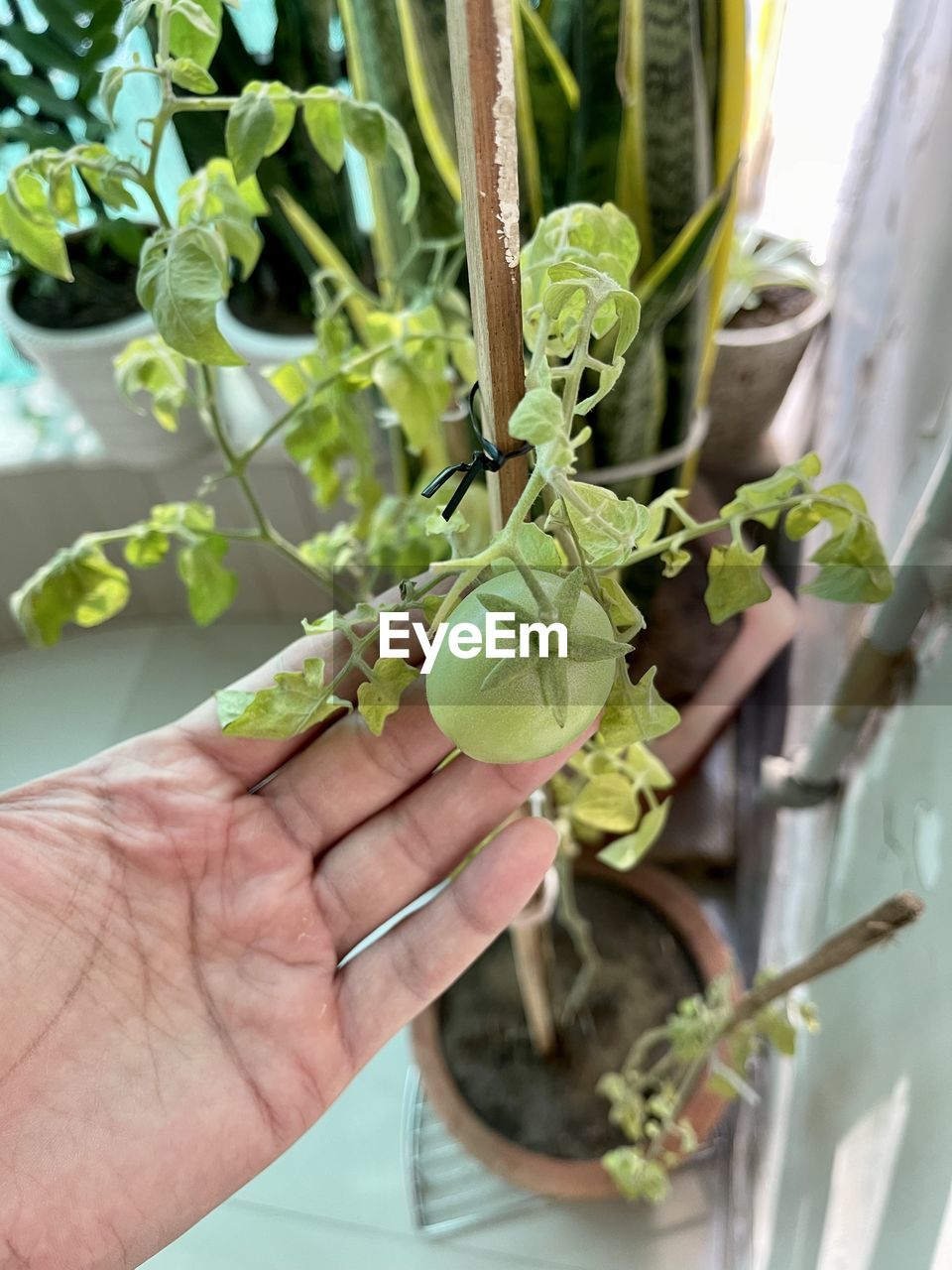 hand, growth, plant, holding, one person, flower, produce, agriculture, food, nature, food and drink, adult, plant part, leaf, freshness, healthy eating, gardening, floristry, day, close-up, outdoors, green, branch, vegetable, organic, lifestyles, houseplant, wellbeing, focus on foreground