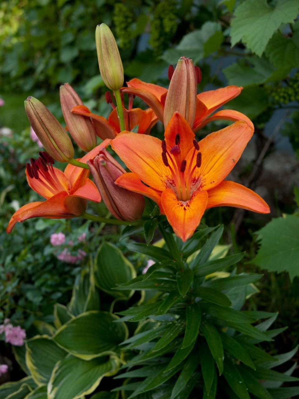 Orange lilies in bloom