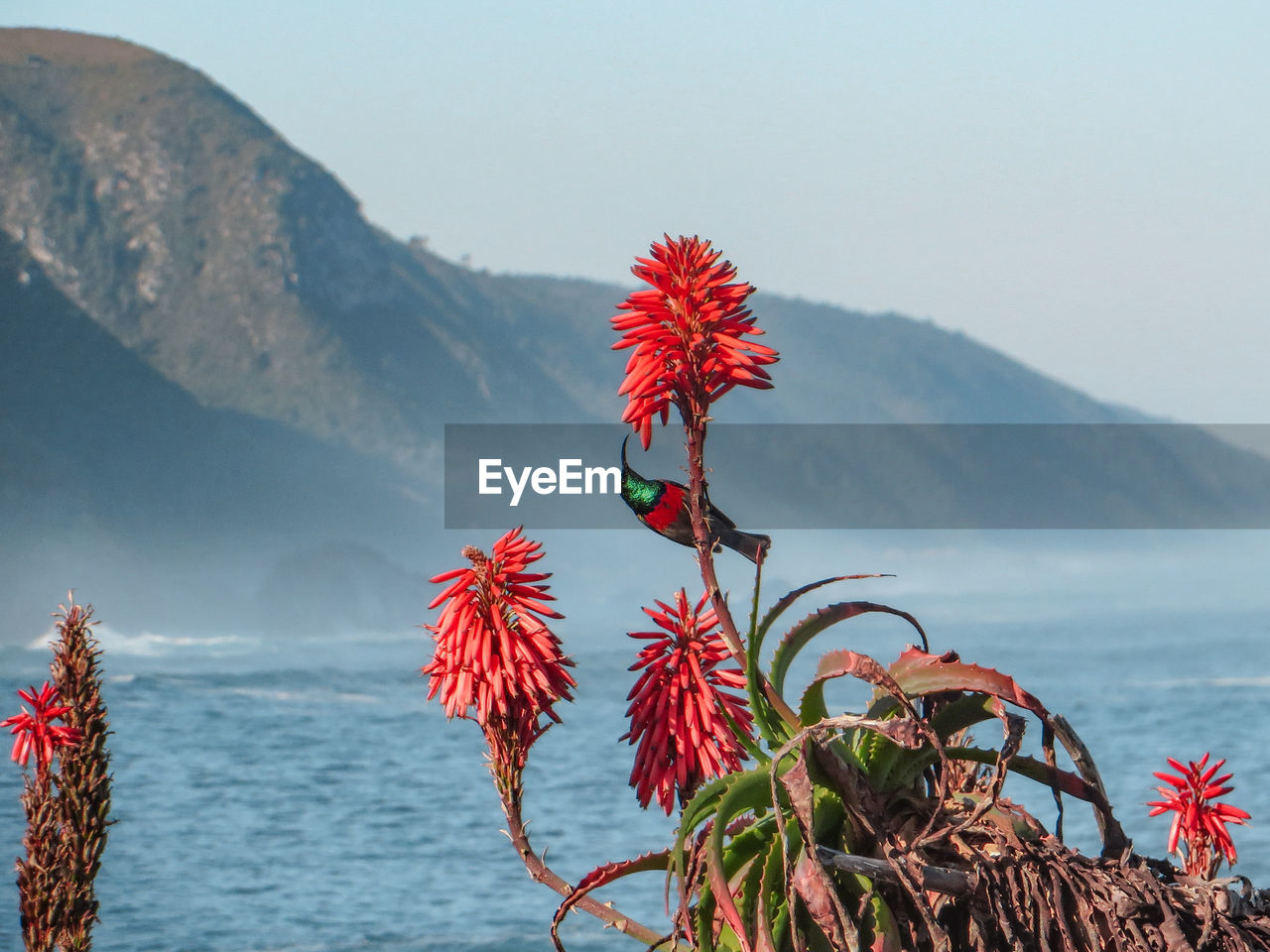 Beautiful flowers with humming bird in south africa.