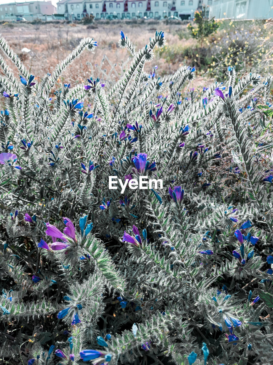 CLOSE-UP OF PURPLE FLOWERING PLANTS ON LAND