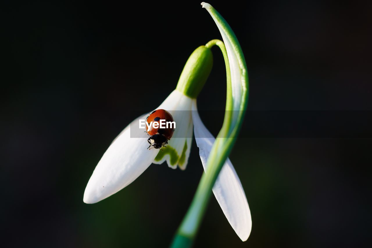 Close-up of ladybug on snowdrop