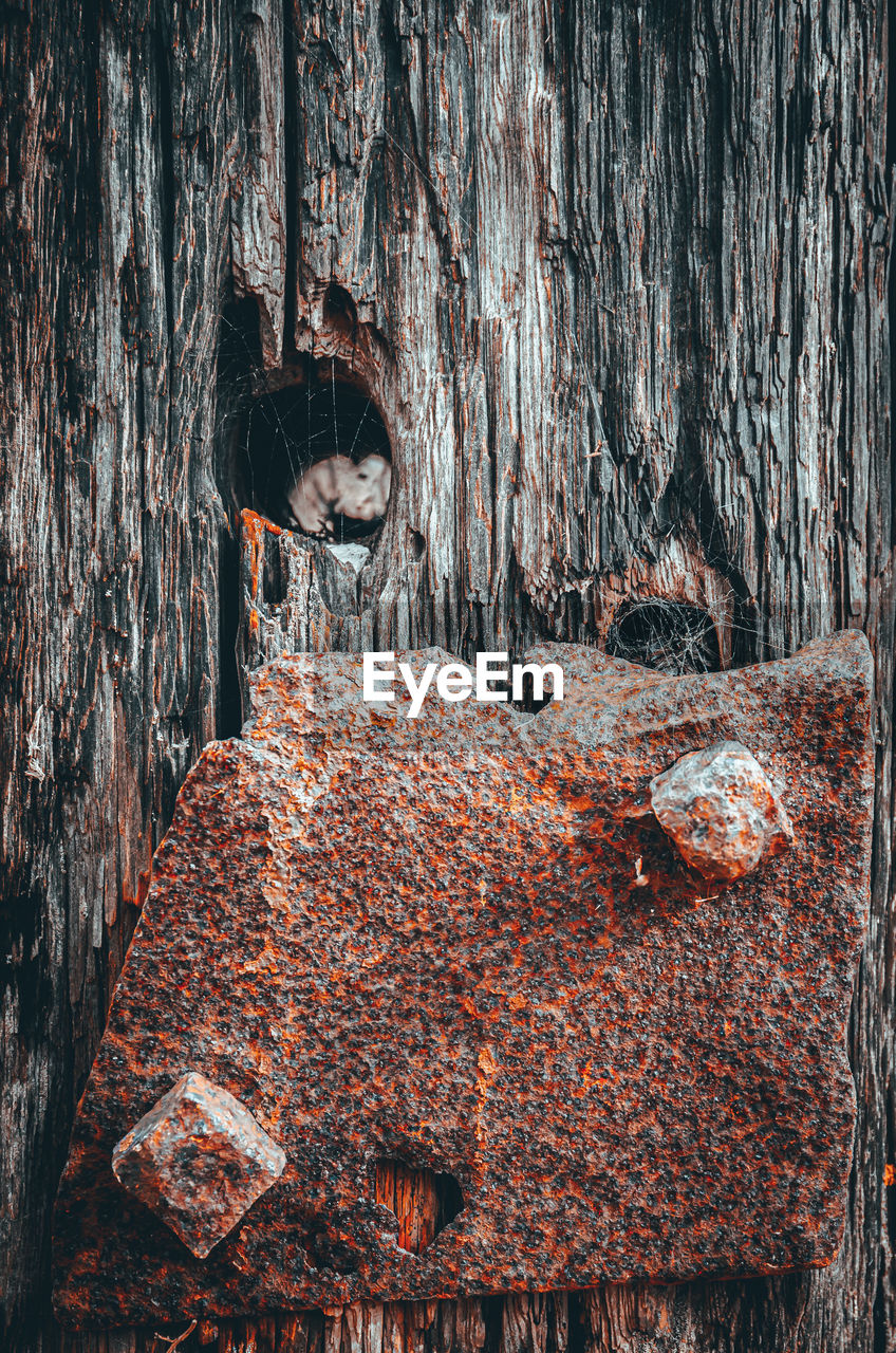 PERSON STANDING BY TREE TRUNK WITH HOLE