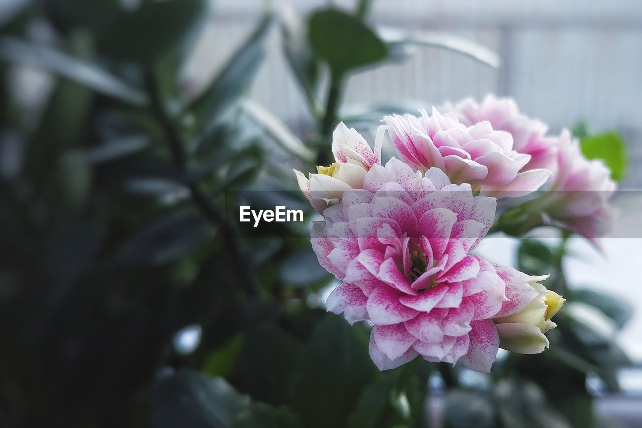 Close-up of pink flowering plant