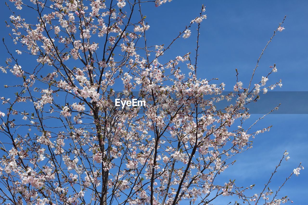 LOW ANGLE VIEW OF APPLE BLOSSOMS IN SPRING AGAINST CLEAR BLUE SKY