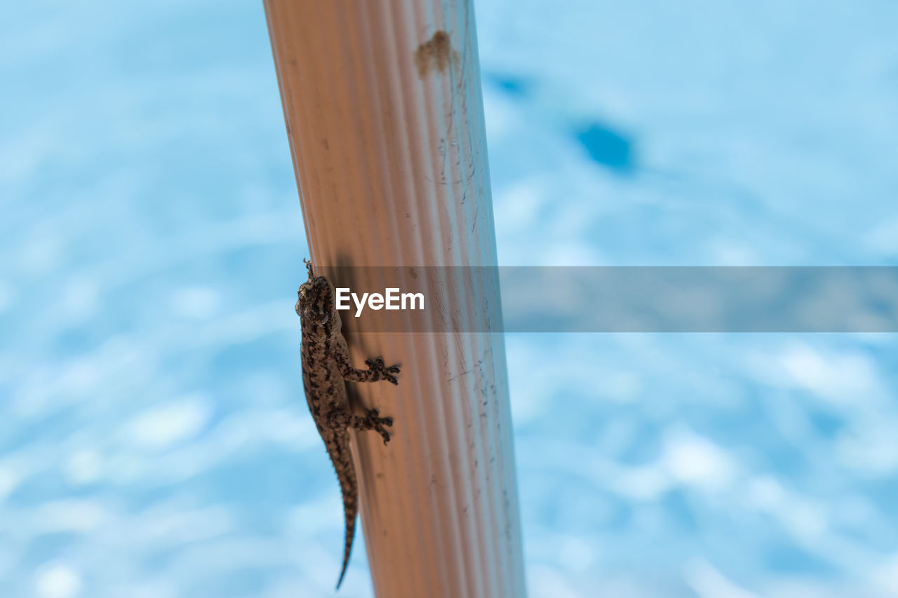 CLOSE-UP OF WOODEN POST AGAINST SEA