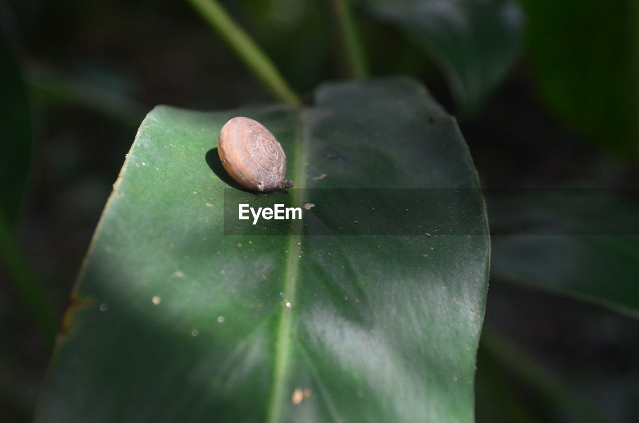 CLOSE-UP OF GREEN LEAF