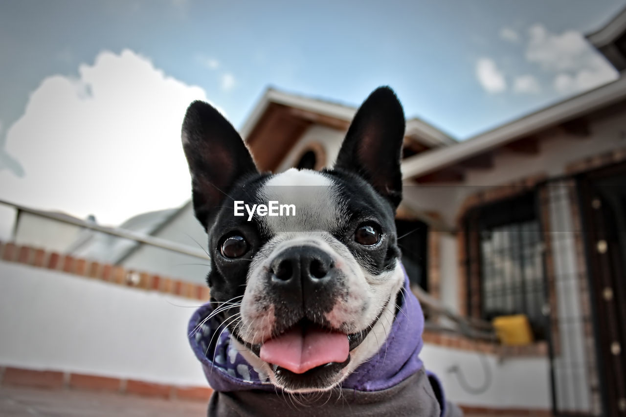 Close-up portrait of dog against building