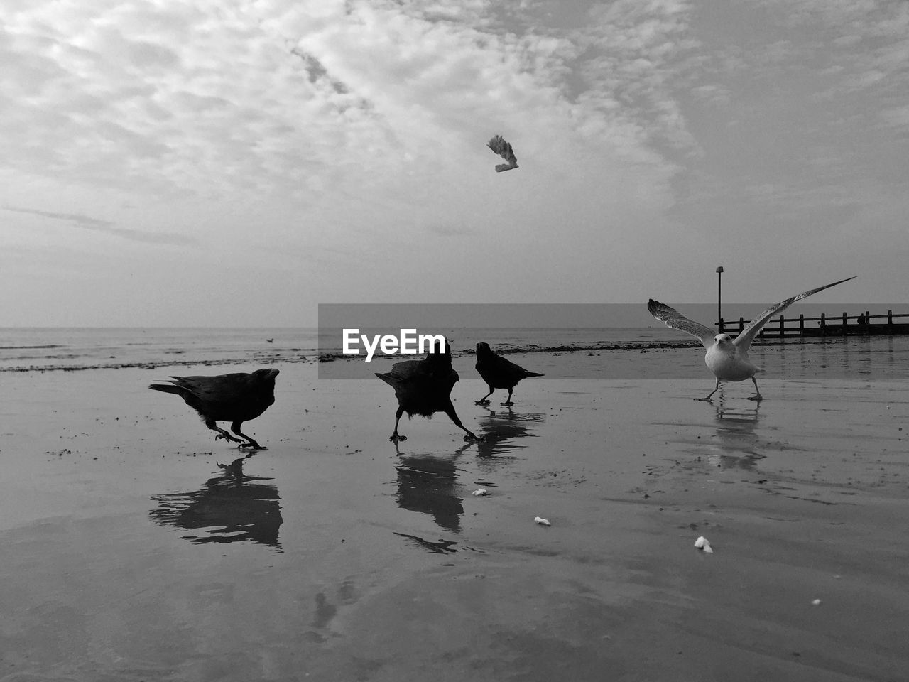 Birds on beach against sky