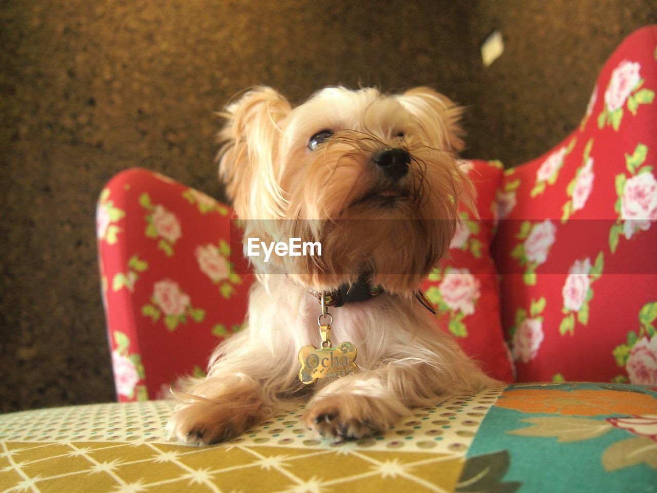 Yorkshire terrier looking away while sitting at table