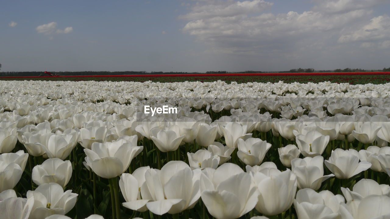 White flowering plants on field against sky