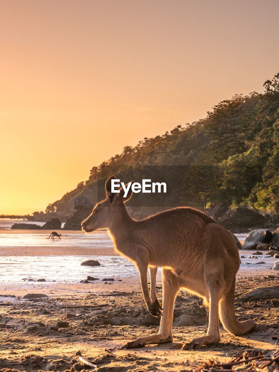 Kangaroo at beach against sky during sunset