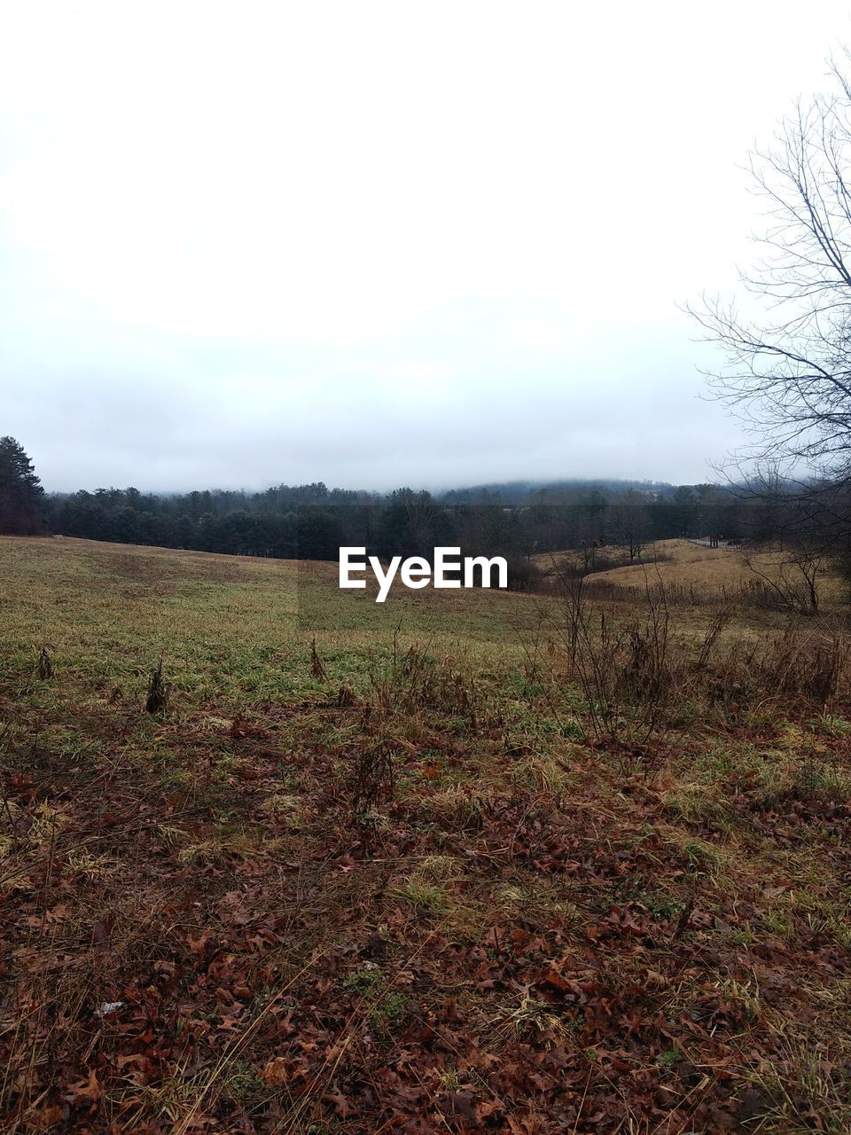 FIELD AGAINST SKY