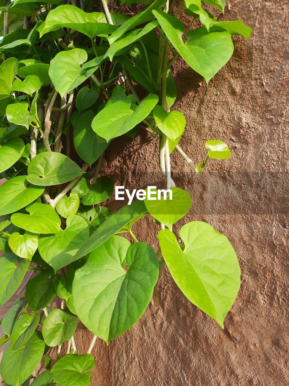 HIGH ANGLE VIEW OF LEAVES