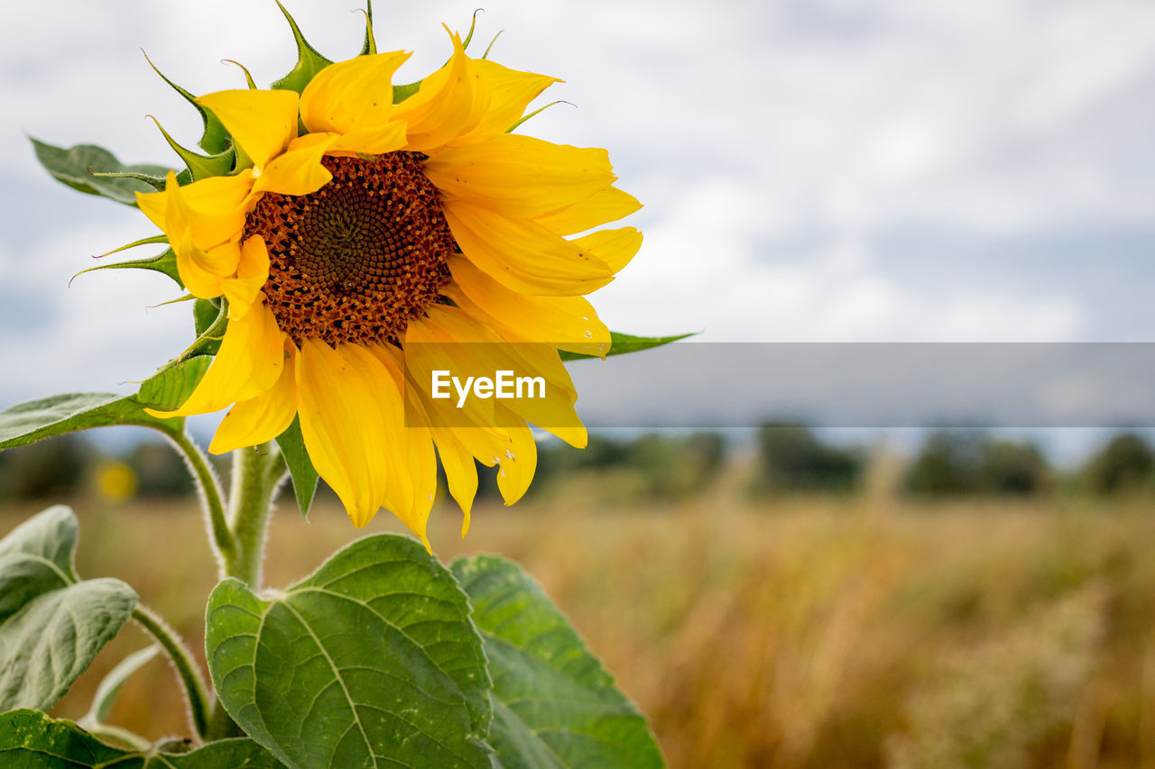 Close-up of fresh sunflower blooming in field against sky