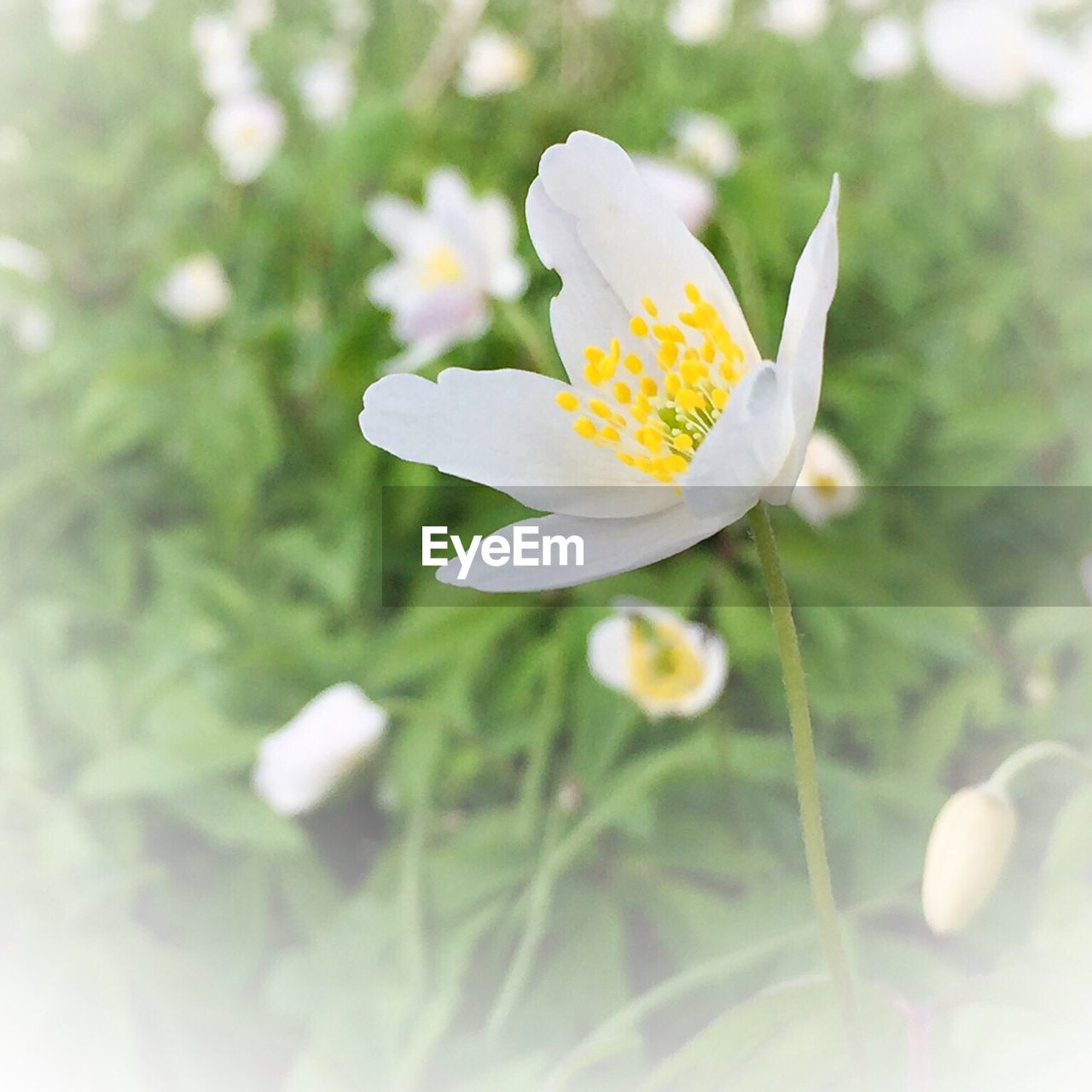 CLOSE-UP OF YELLOW FLOWER