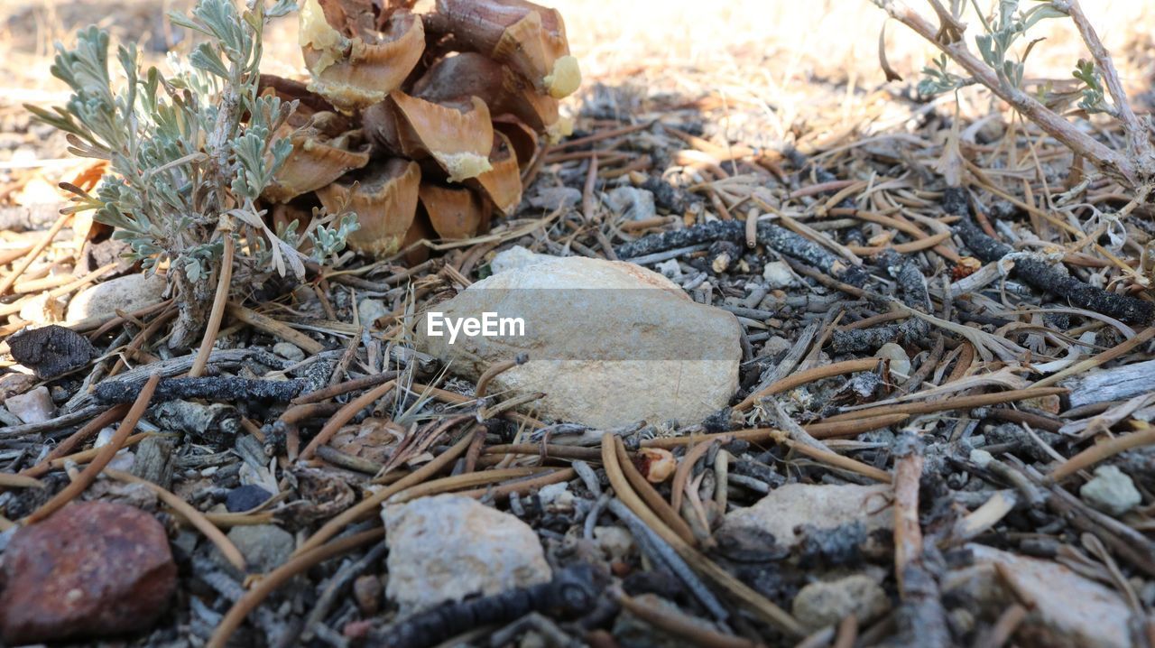 CLOSE UP OF SNAKE ON FIELD