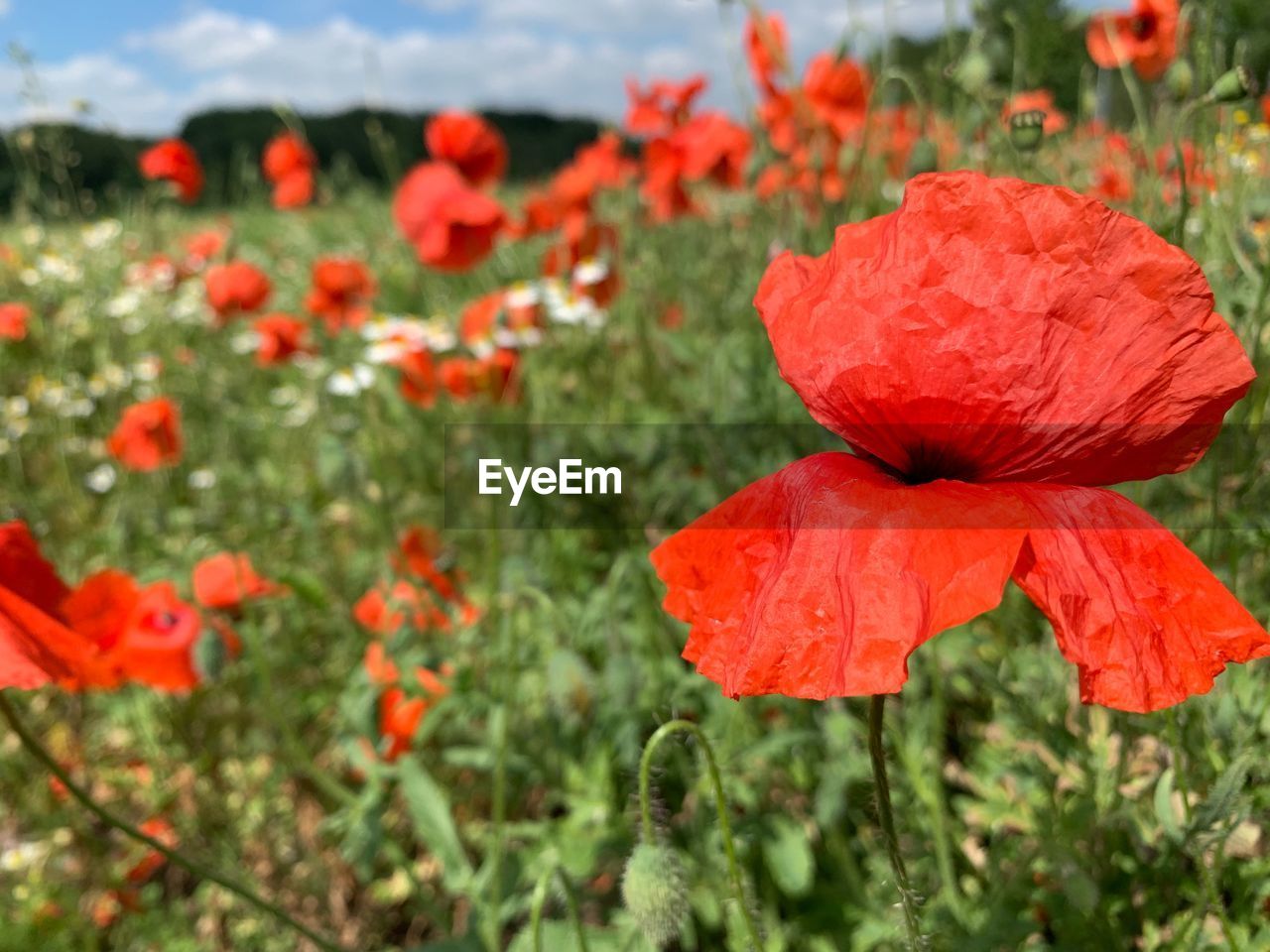 CLOSE-UP OF RED POPPY FLOWER