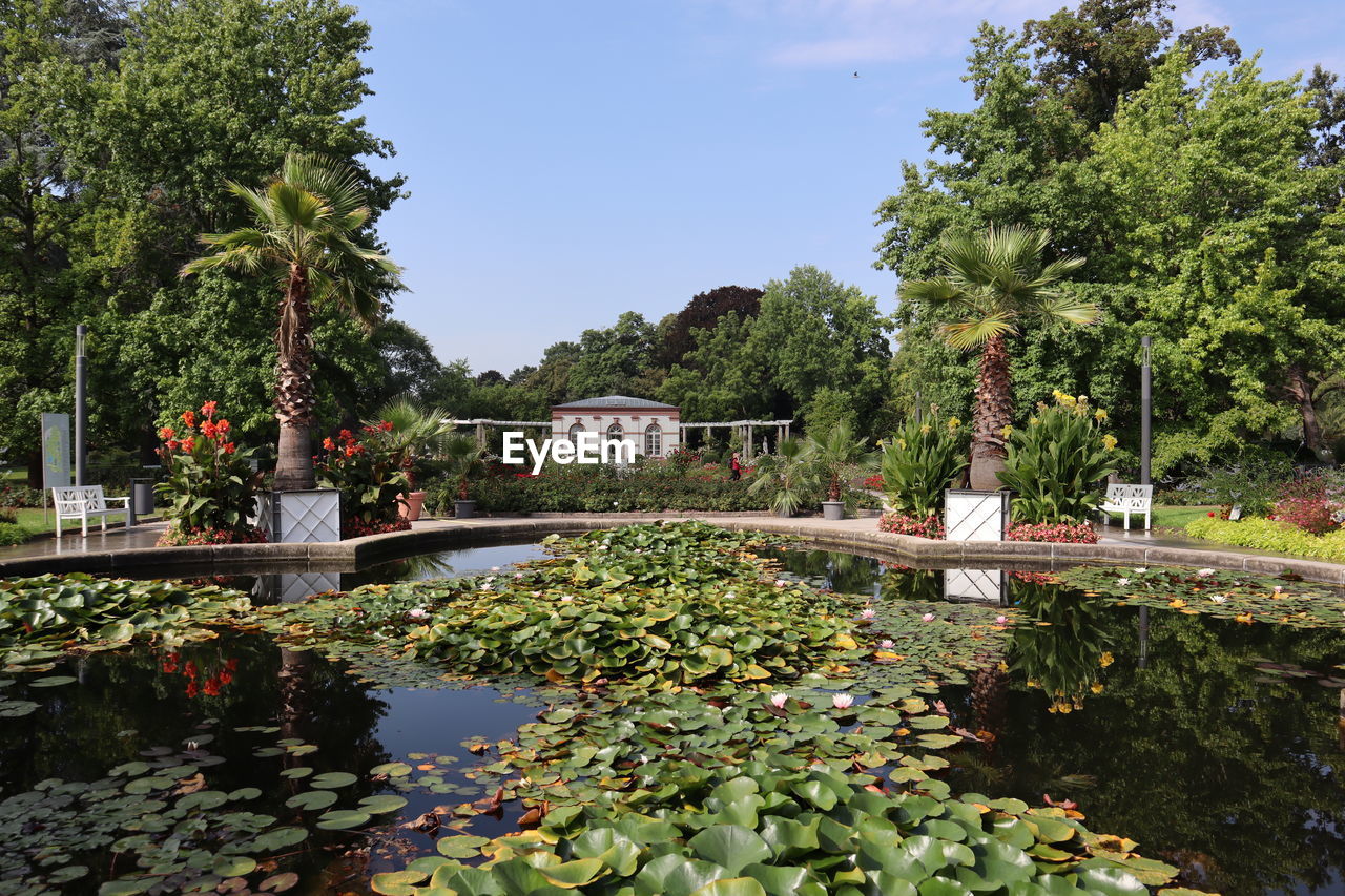 PLANTS GROWING BY LAKE AGAINST SKY