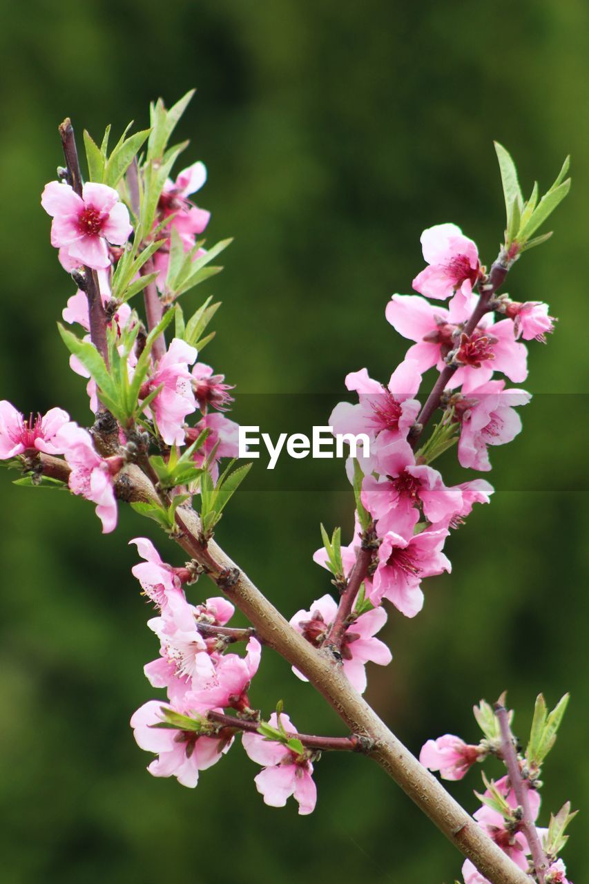 Close-up of pink cherry blossoms