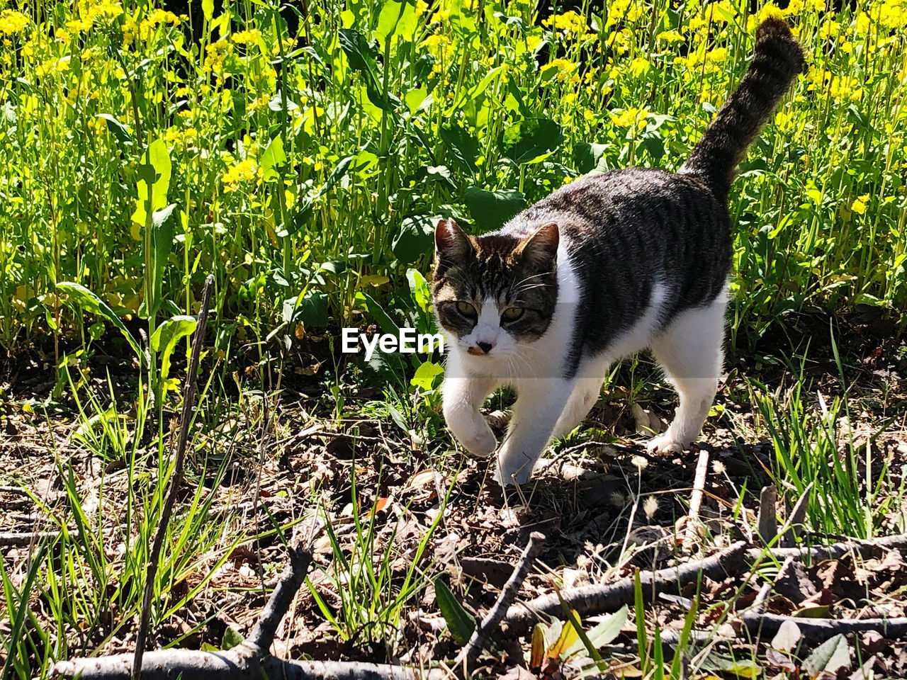 PORTRAIT OF CAT ON GROUND