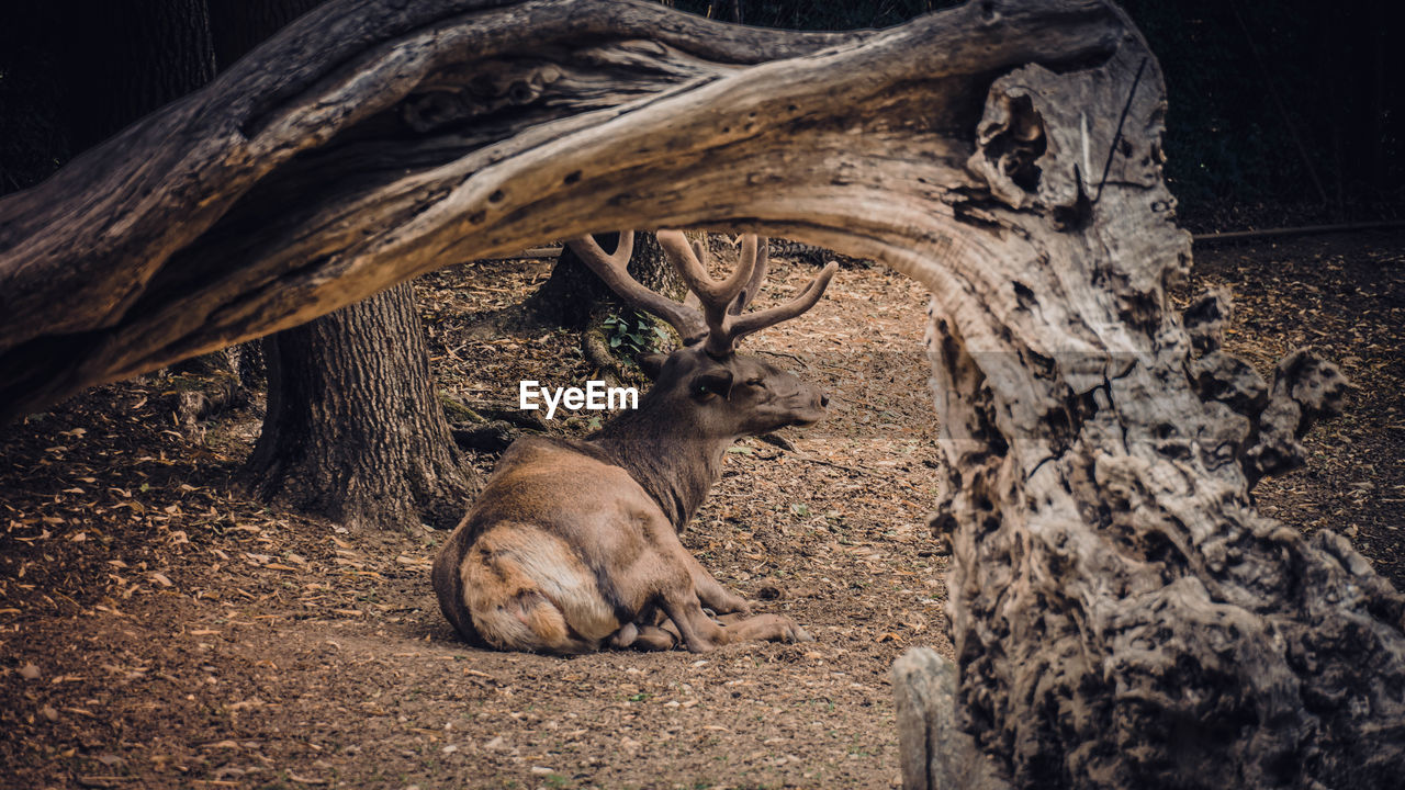 Deer in forest