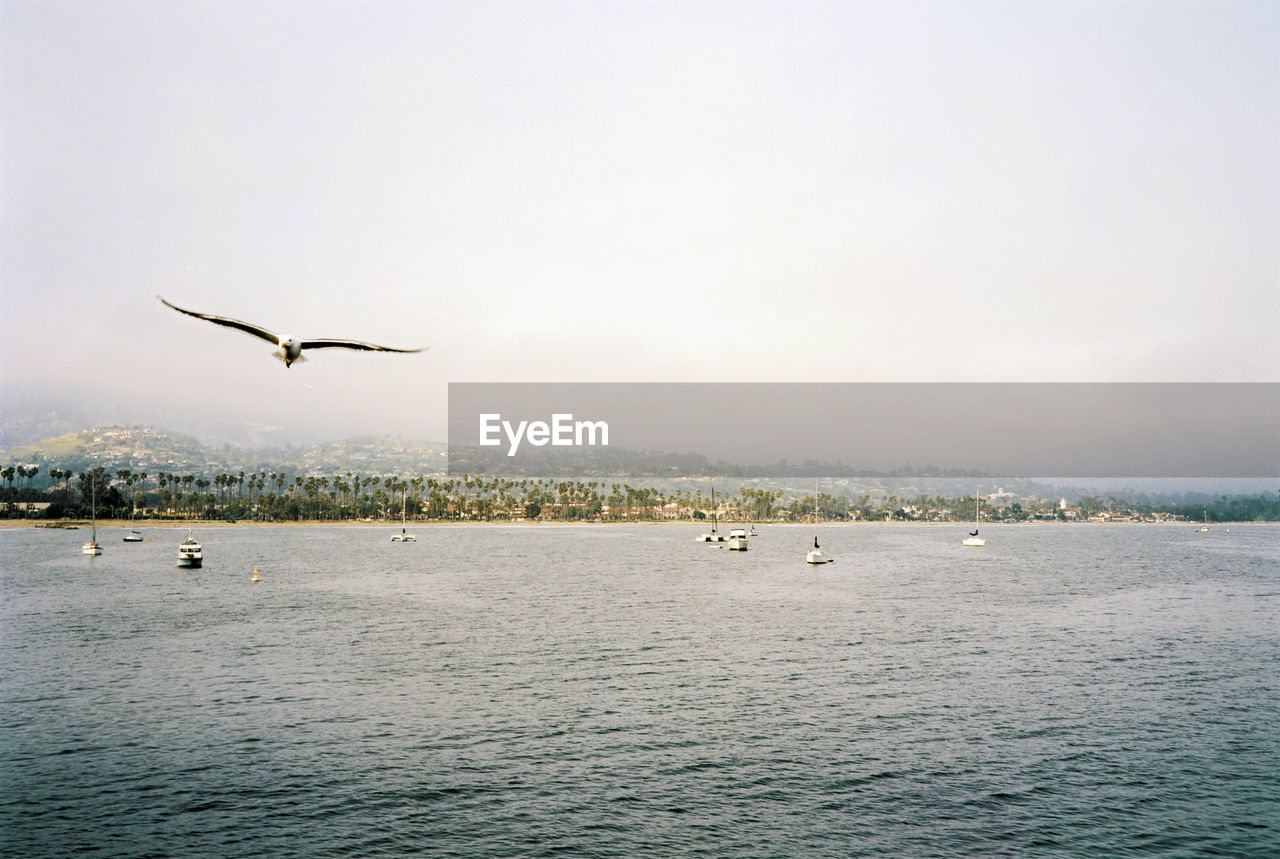 SEAGULLS FLYING ABOVE SEA AGAINST SKY